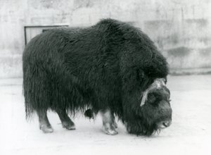Une femelle bœuf musqué au zoo de Londres, avril 1923 - Frederick William Bond